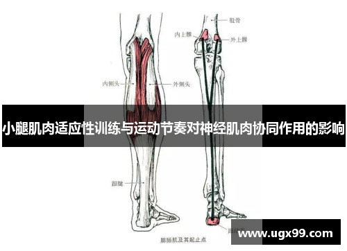 小腿肌肉适应性训练与运动节奏对神经肌肉协同作用的影响